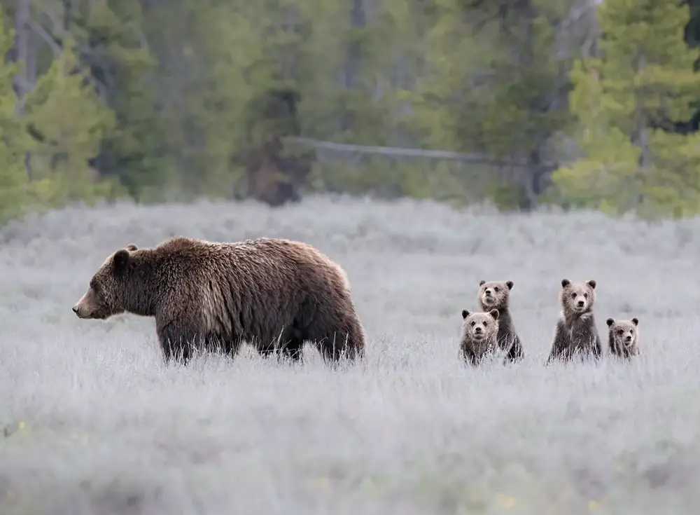 Grizzly 399 walking through snowy sagebrush with four cubs trailing behind her