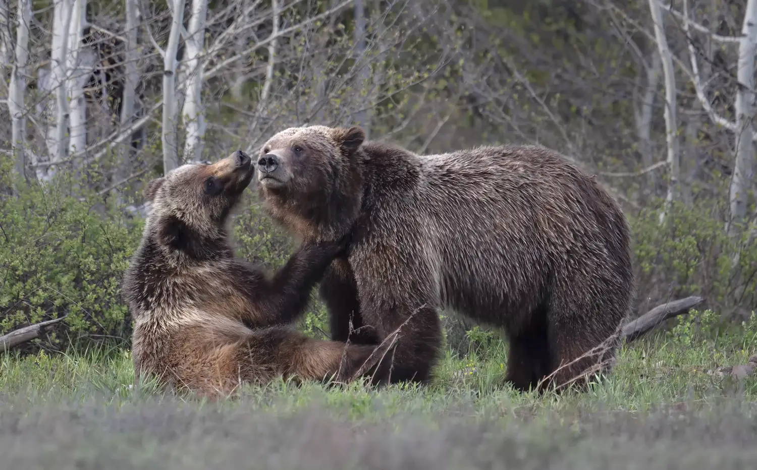 Two grizzly bears sparring in tall grass, one nuzzling the other's face