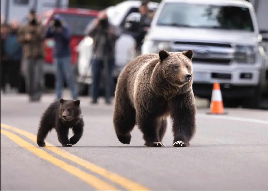 Grizzly 399 and a cub crossing a highway as photographers line the shoulder